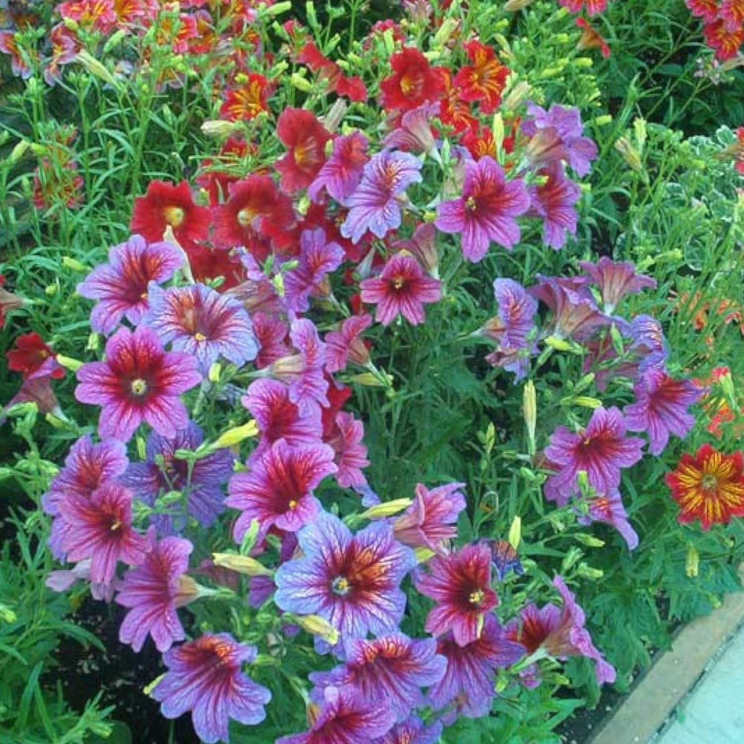 100 Heirloom Chilean Morning Glory Seeds – Stunning Annual & Perennial Flowers