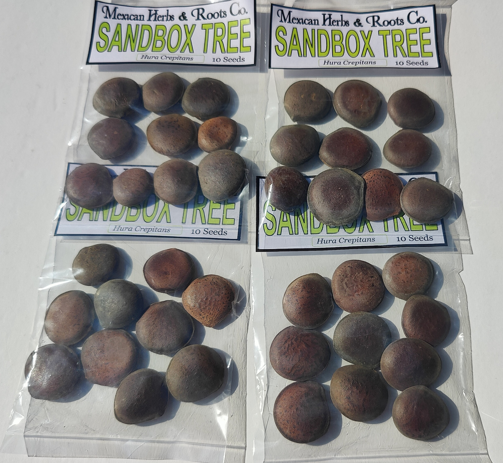 sandbox tree 10 seeds (Hura crepitans, possumwood, jabillo )