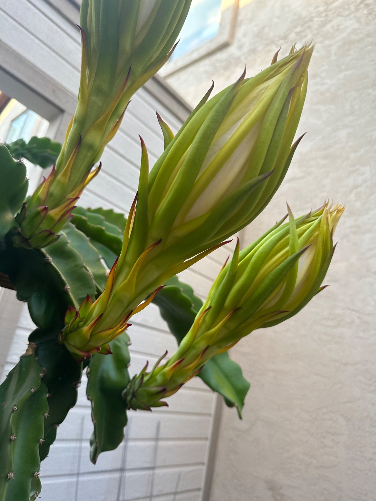 5 ct Dragon Fruit Cuttings 8-12 inches, Guaranteed Red Fruits, FREE Training