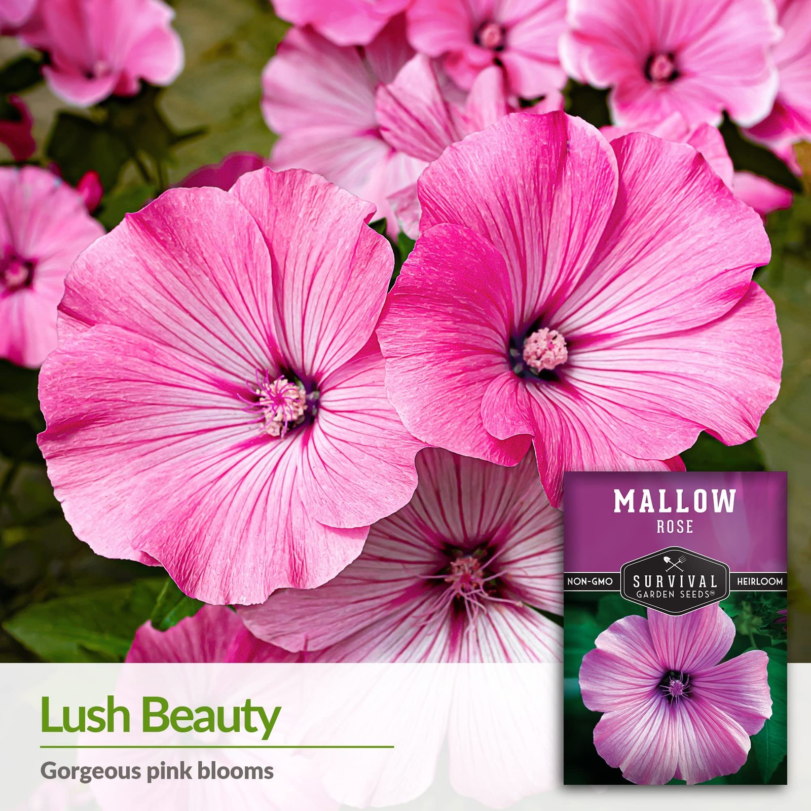 Rose Mallow Seeds – Annual Lavatera Trimestris for Easy Cottage Garden Blooms