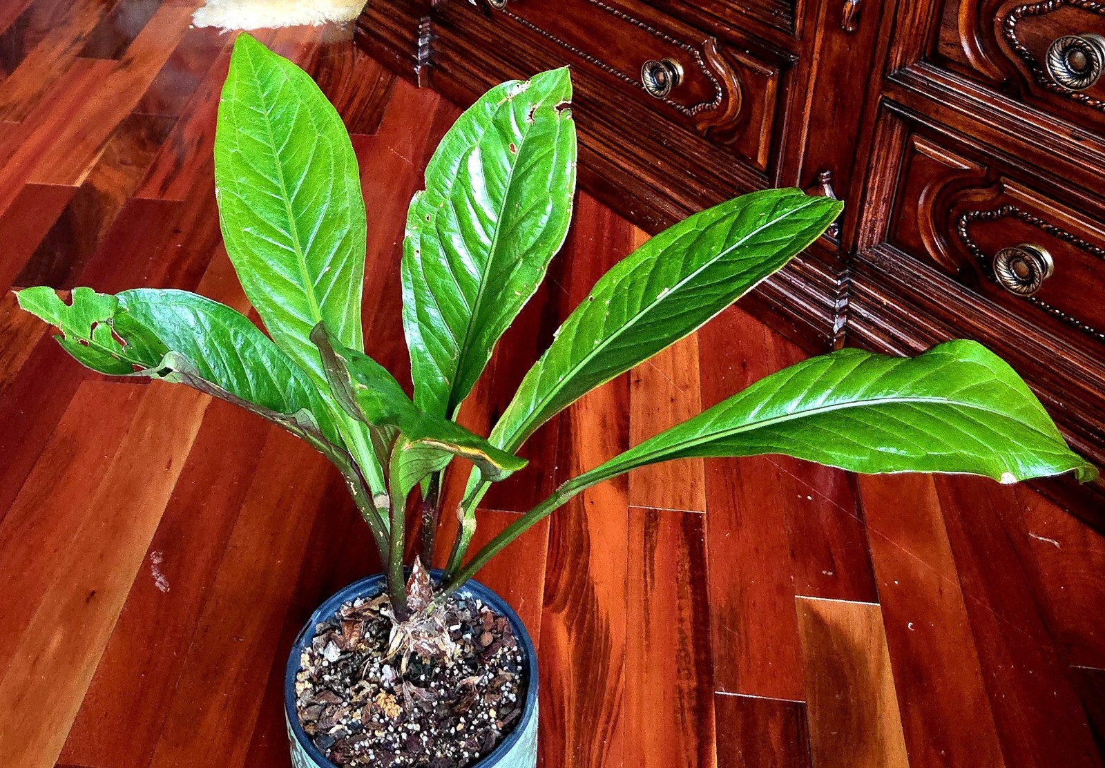 Rare HUGE Anthurium Red Flag 28″ Tall 17″ Leaves Aroid No Monstera Philodendron