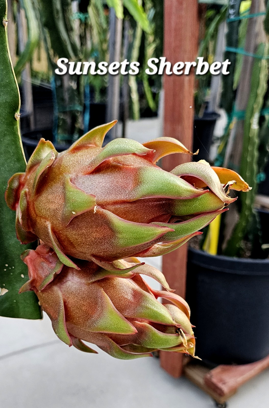 Rooted Dragon Fruit Cuttings (12 to 16 inches long) 20 Plus Varieties