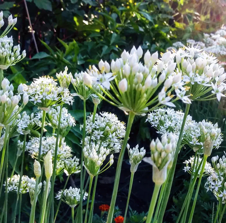 Chinese Garlic Chives Seeds | USA Garden Asian Herb Green Onion Leek Seed 2024