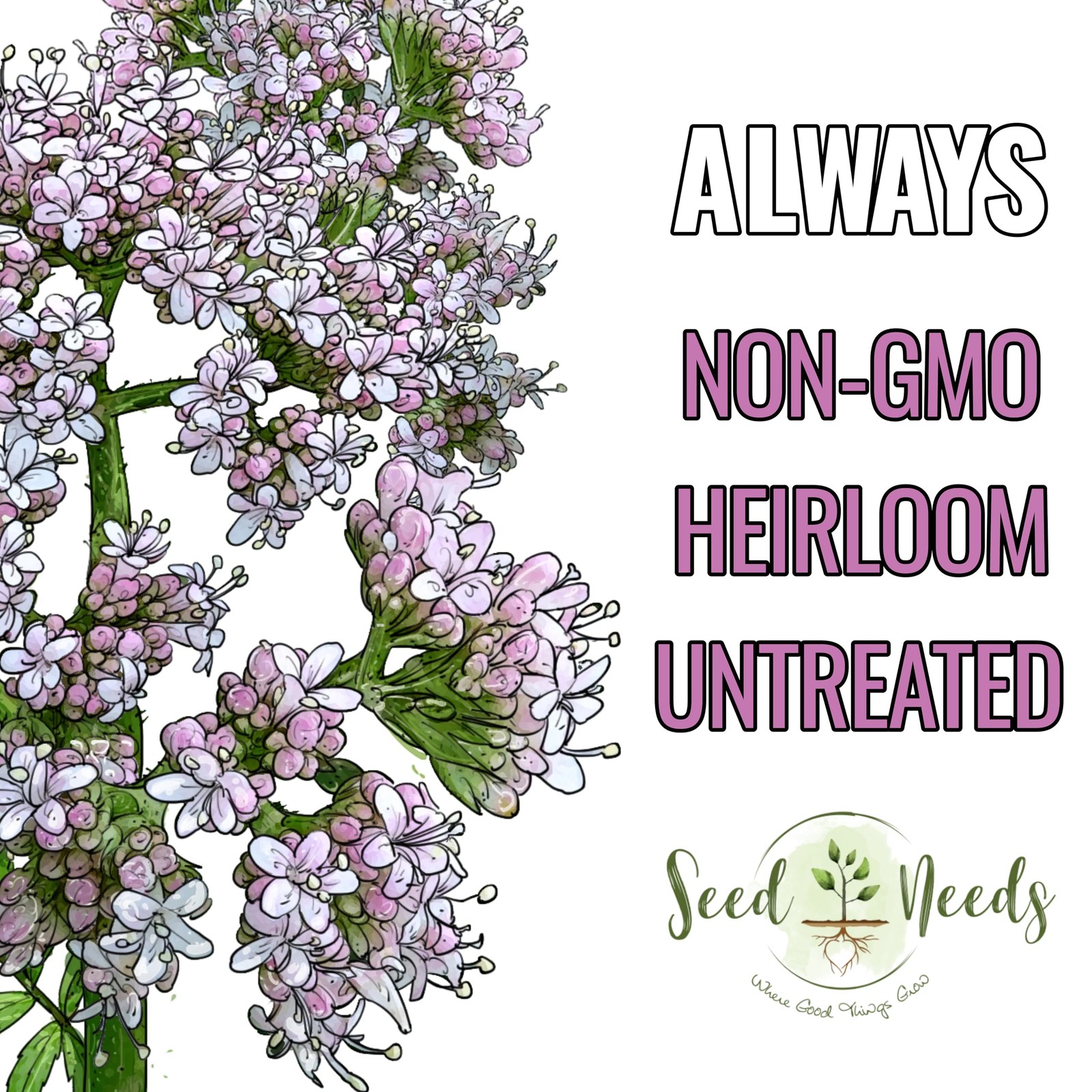 Seed Needs Valerian Seeds to Plant Heirloom Non-GMO 1 Pack,