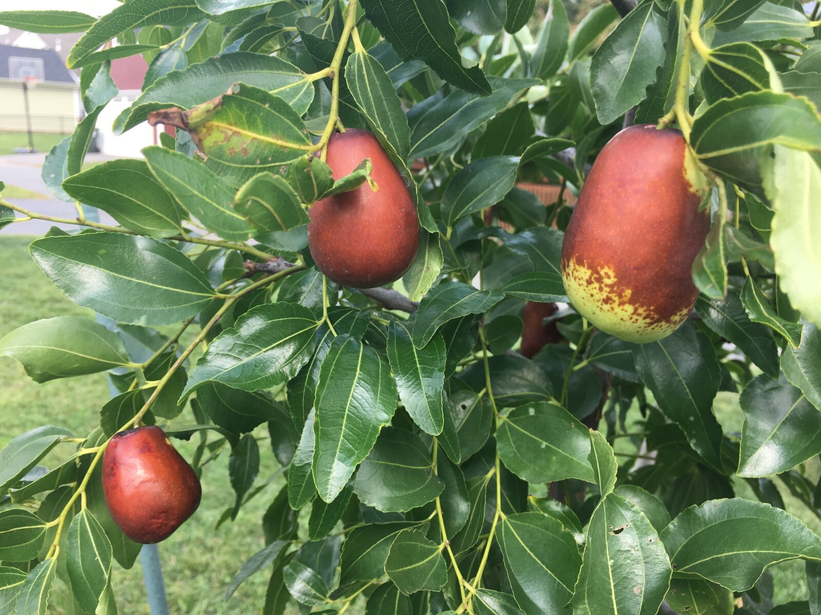 Lang JuJuBe Tree Cuttings, Chinese Dates, 5 pcs