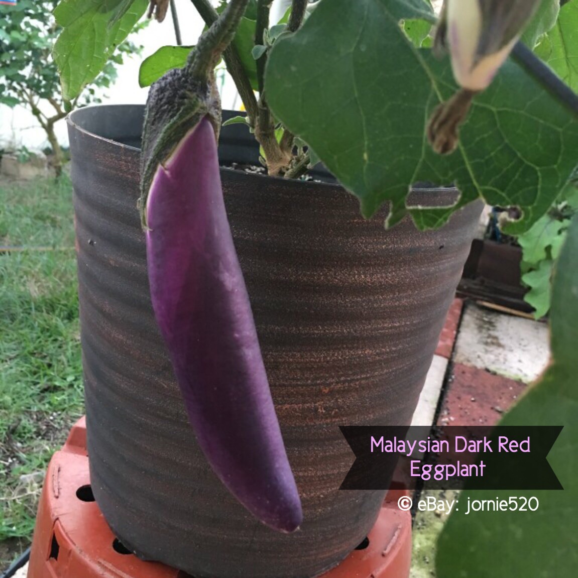 RARE✿ Heirloom Malaysian Dark Red Eggplant Seeds 15ct ● Non-bitter