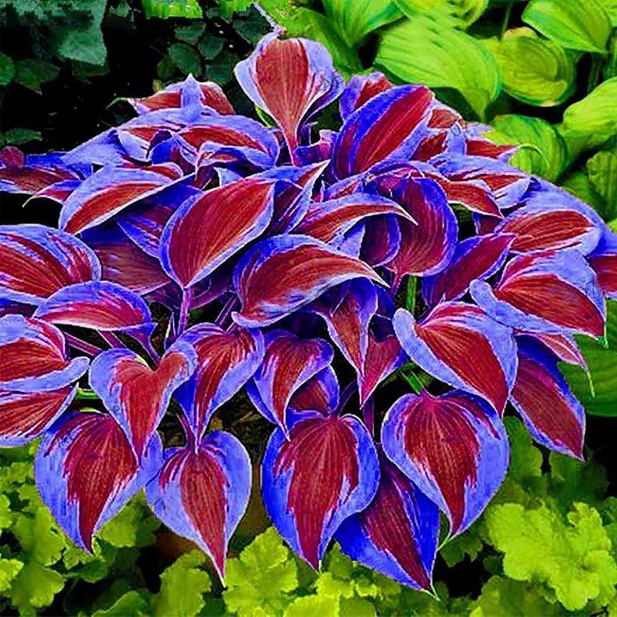 999pcs Premium Cold-Hardy Hosta Seeds, Non-GMO Perennial Shade Plants for Lawns,