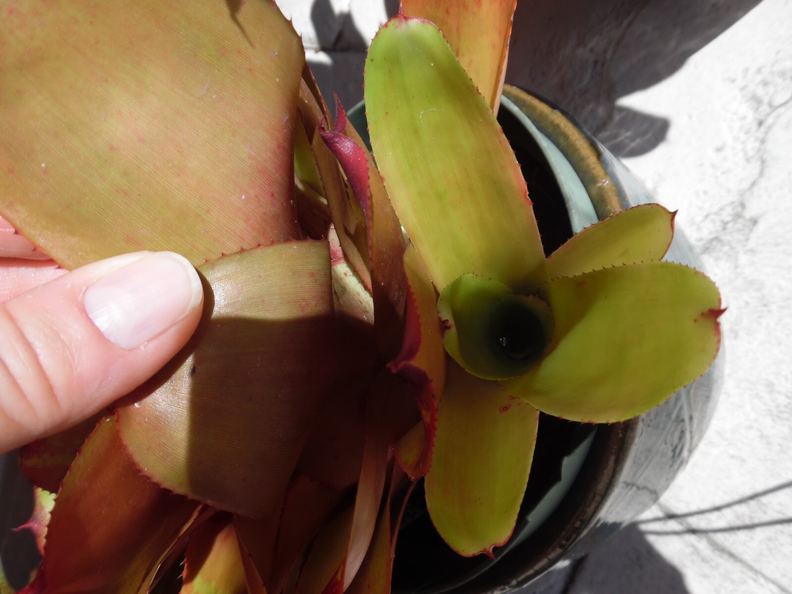 Neoregelia MANDARINA Bromeliad one tropical plant *MEDIUM*