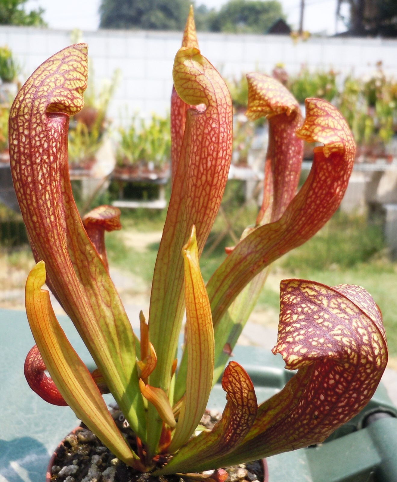 Live Carnivorous Plants – Sarracenia ‘Dixie Lace’ Pitcher Plant (medium size)