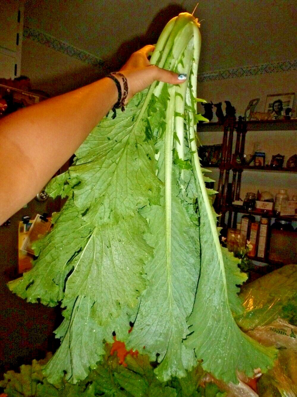 601+MICHIHILI Cabbage Seeds Organic Asian Spring Fall Vegetable Garden Container
