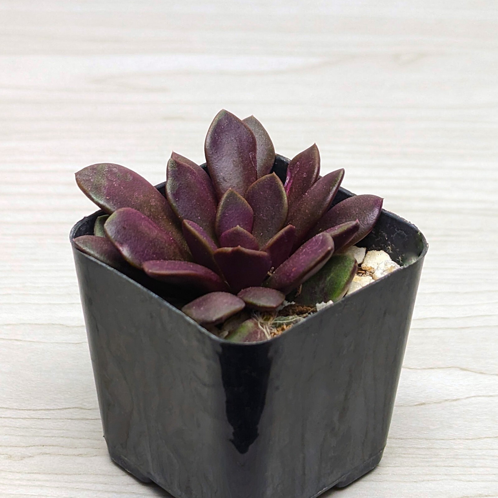 Succulent Plant – Anacampseros Rufescens Sand Rose – In 2″ Pot