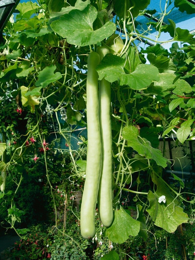 10 Snake Gourd Seeds , Lagenaria siceraria Bottle Gourd Seeds , hột bầu 2024