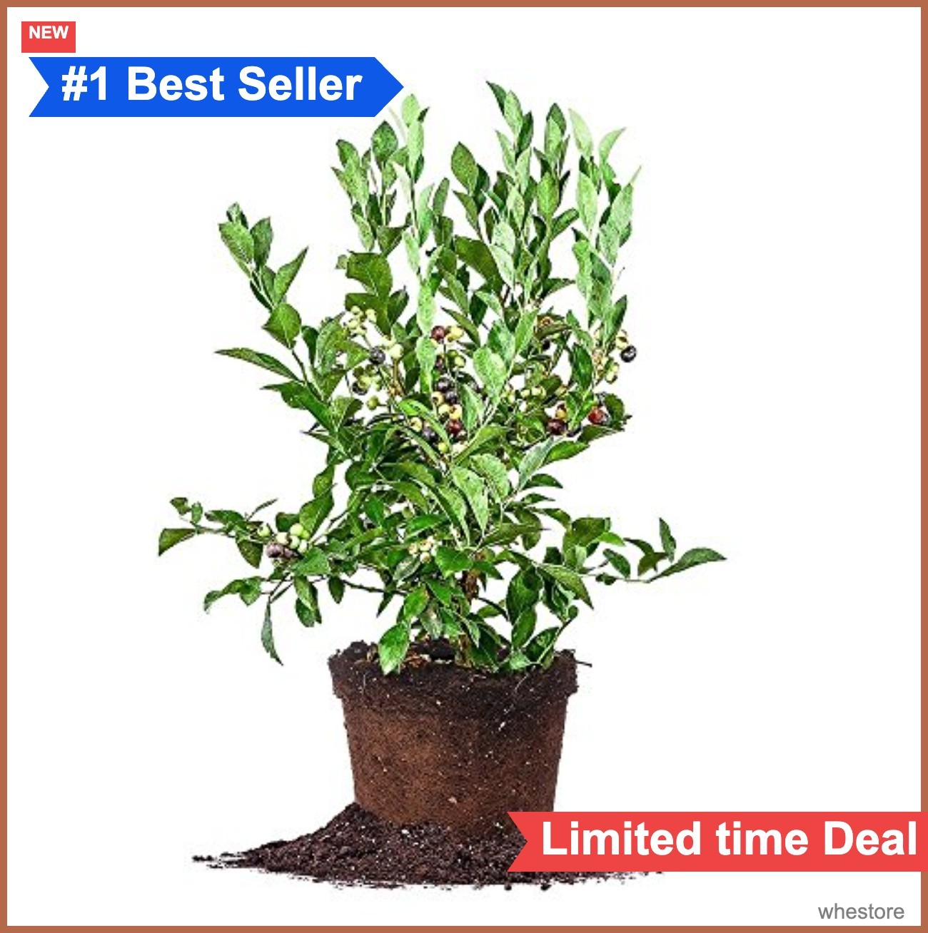 Blueberry Bush 3 Gallon Live Plant Tifblue Fruit Heavy Producer Full Sun