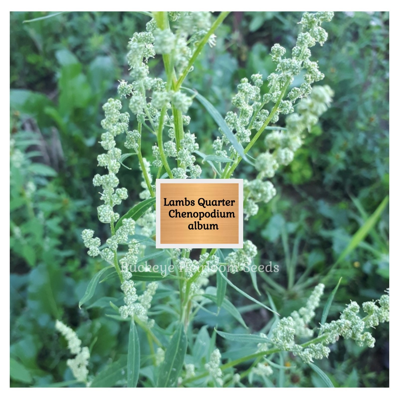 Lambs Quarters | 100 Seeds | Super Food | Chenopodium album | Lambsquarters