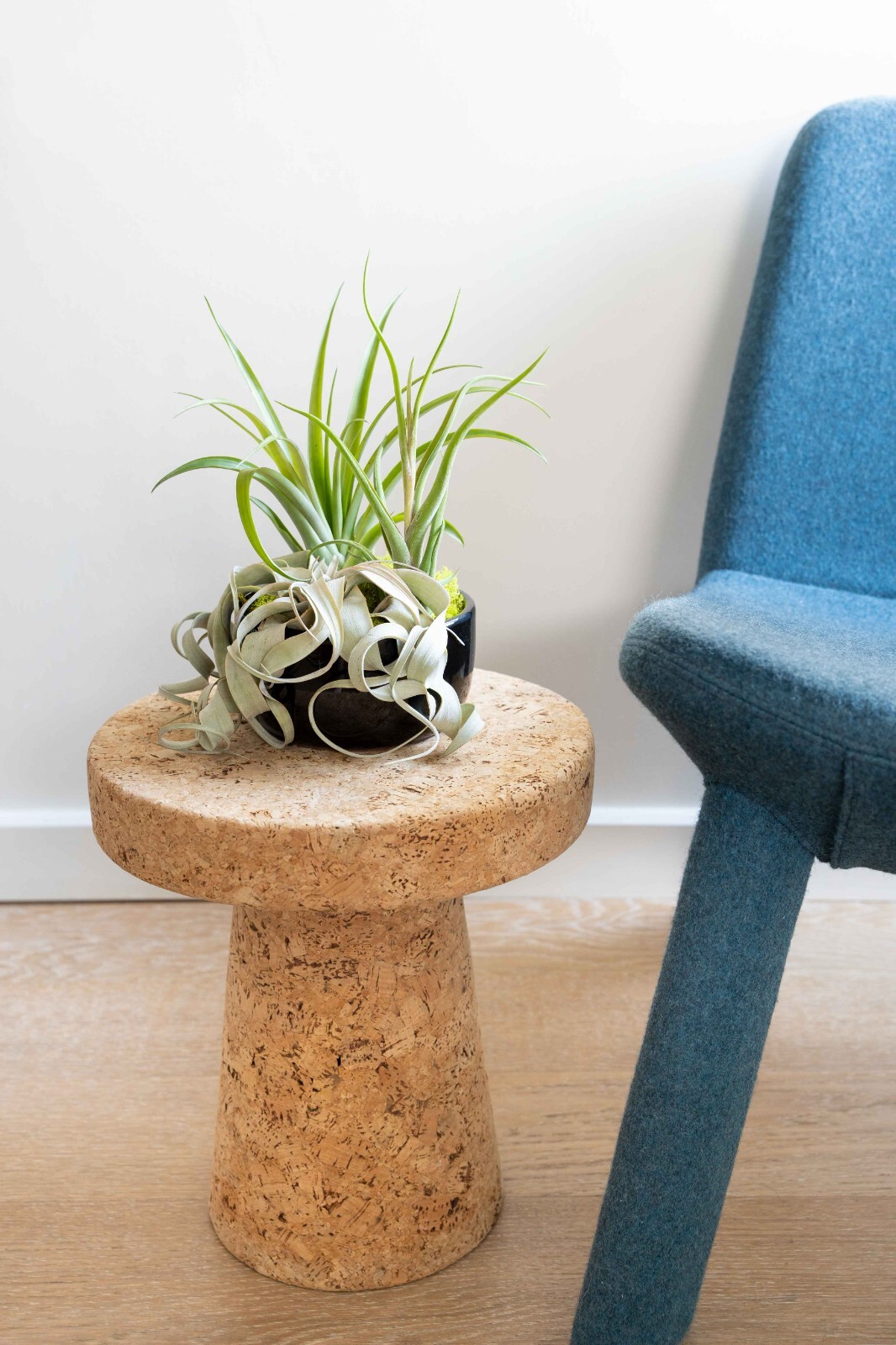 Large Assembled Air Plant Bowl Garden – Wholesale Live – Tillandsia Easy Care