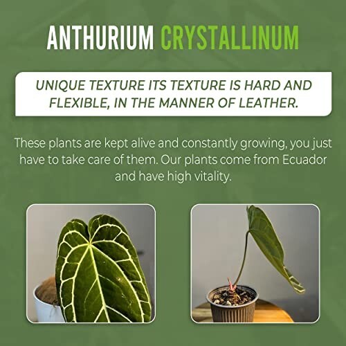 Anthurium Crystallinum by LEAL PLANTS ECUADOR |Green Live House Plants