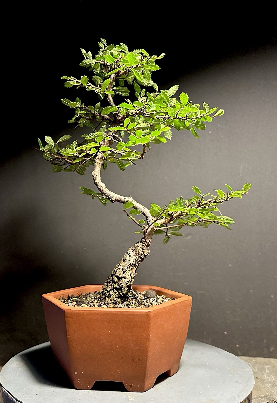 Bonsai Tree Cork Bark Chinese Elm From Root Cutting 13” tall Quality Chinese Pot