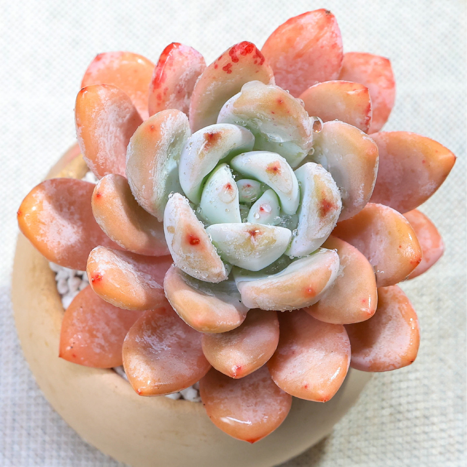 Echeveria Monroe Succulent Plant