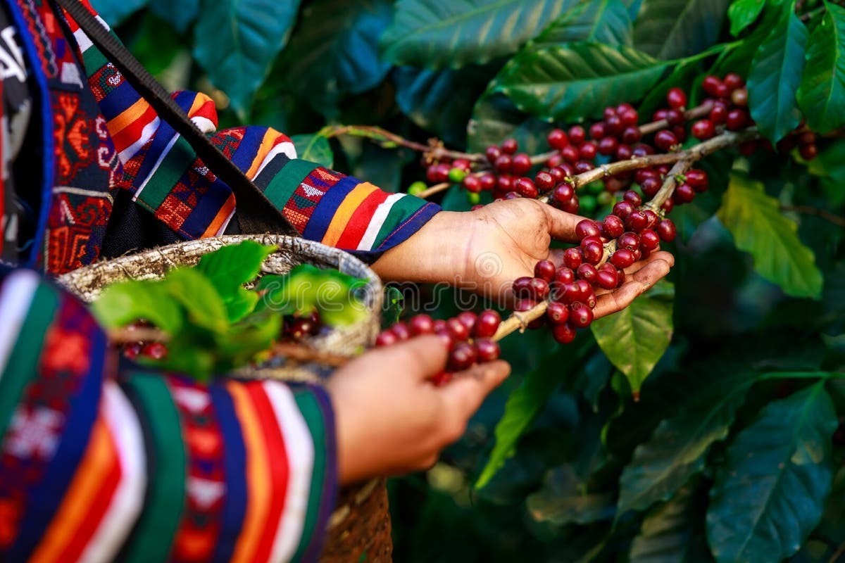 Mexican Coffee Bean Seeds (25) / Veracruz La Laja Honey / RARE / DELICIOUS