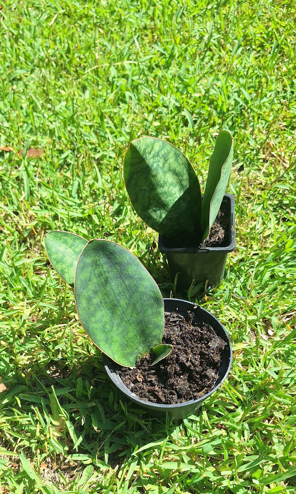 Plants Double Fins-Whale Fin Snake Plant Sanserveria. Two In Mini Pots.