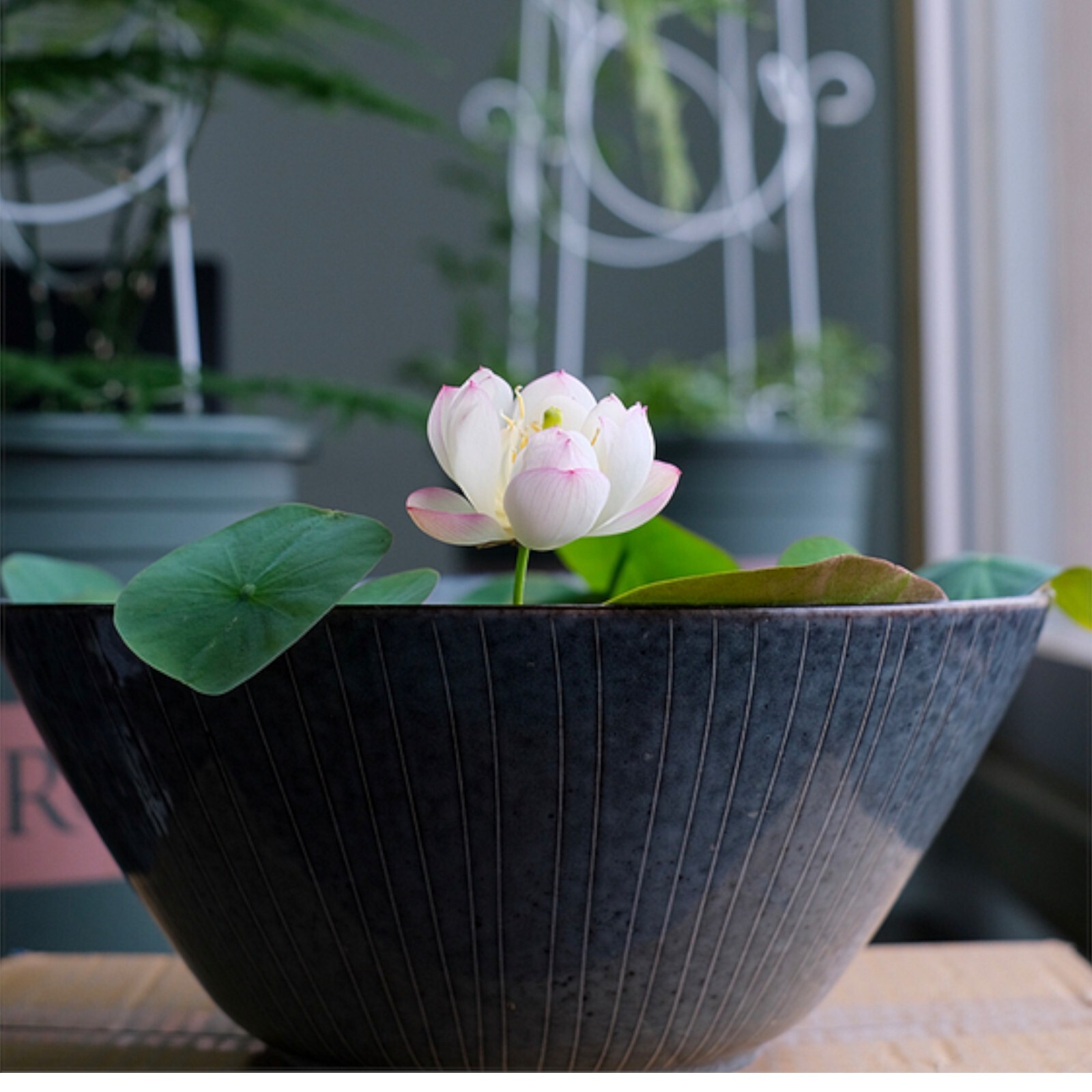 Nurture Tranquility with 10pcs Bowl Lotus Seeds A Serene Marvel for Your Indoor