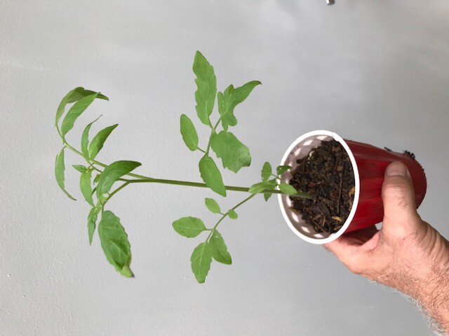Live Plants -Shrubs -Trees 30 days old, 6″ to 10″ tall Ready to Plant seedlings