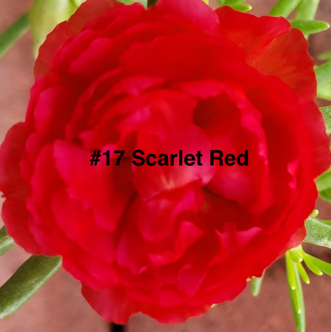 Moss Rose ( Portulaca Grandiflora ) , Mix, 10 unrooted Cutting
