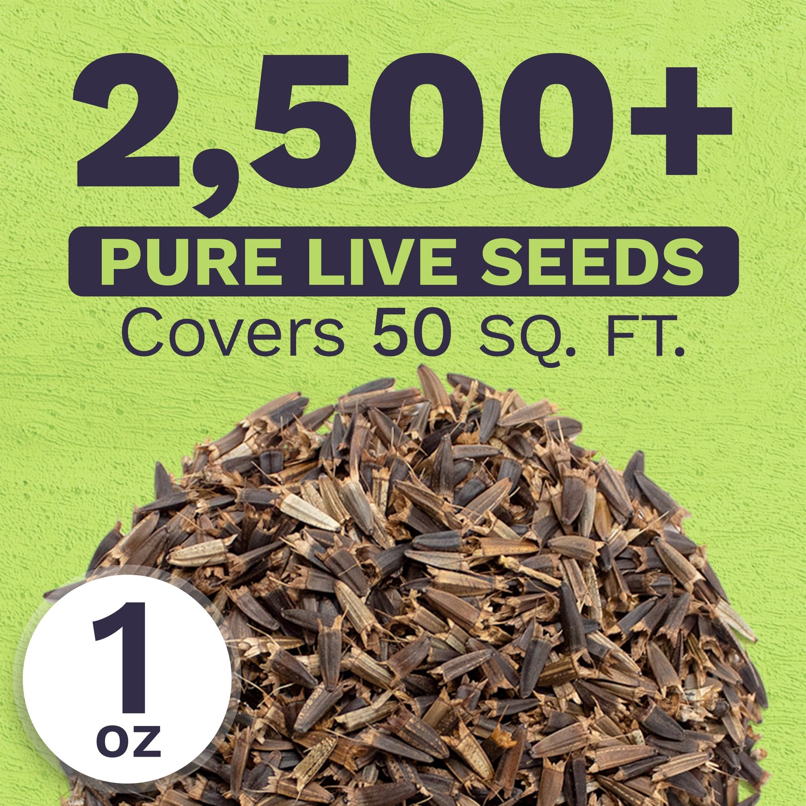 Mexican Sunflower Seeds – Extra Large Packet – Over 2,500 Open Pollinated Non…