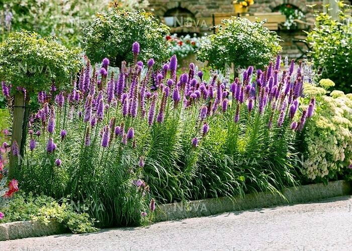 50 PURPLE BLAZING STAR FLOWER SEEDS Liatris spicata Cold Hardy-3 Butterfly Plant