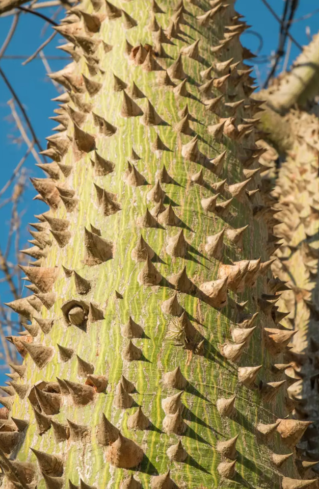 Chorisia Ceiba Speciosa Silk Floss Tree Seedling 3″ pot 6 – 8″ tall live tree!