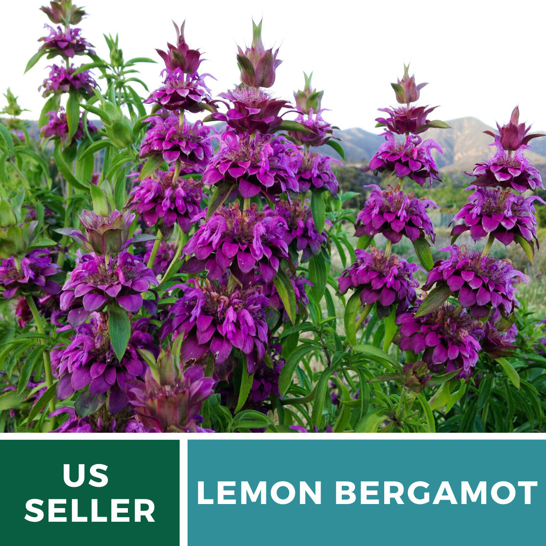 Bee Balm, Lemon Bergamot – 100 Seeds, Heirloom Herb (Monarda citriodora)