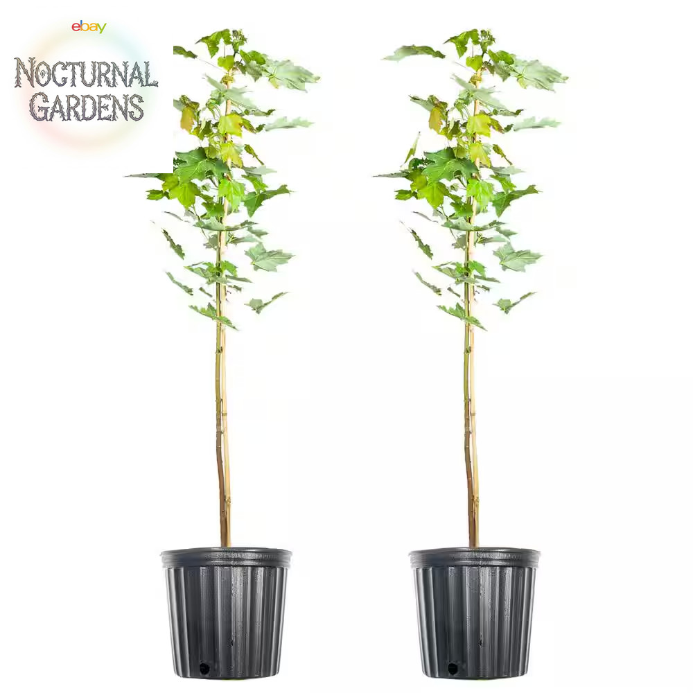 5 Gal. October Glory Maple Tree (2-Pack)