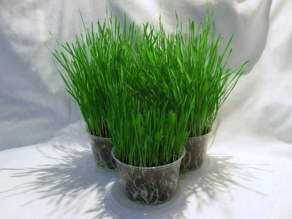 ORGANIC WHEAT GRASS 6000 SEEDS CAT/RABBIT/DOG/BIRD/TURTLE & HUMANS FRESH SEED