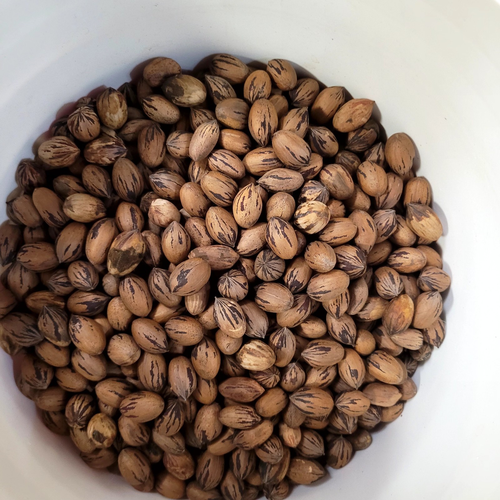 Pecan tree seeds from SW Pennsylvania Organically grown -stratify until February