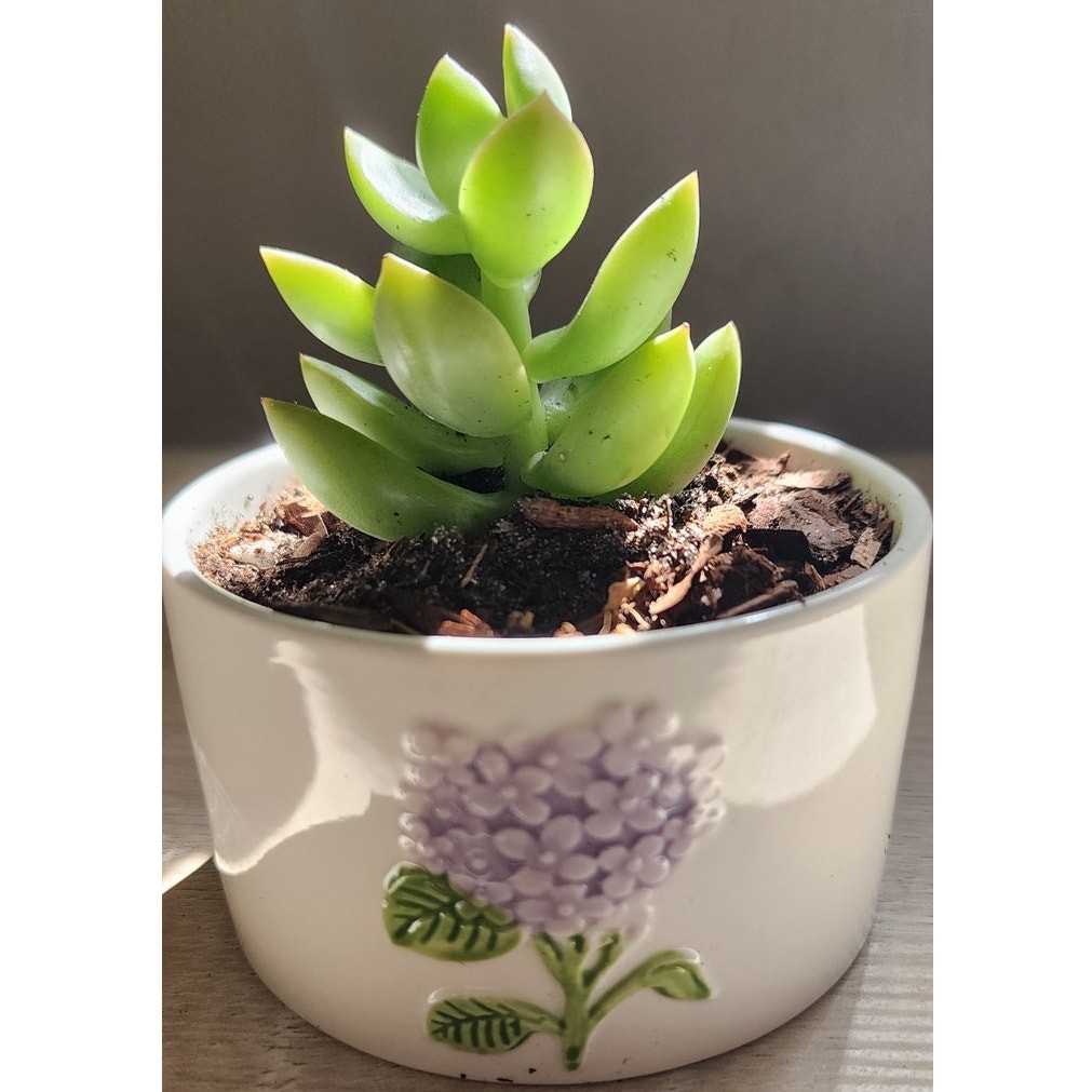 Succulent in Hydrangea Pot | Live Plant | Floral Ceramic Gift