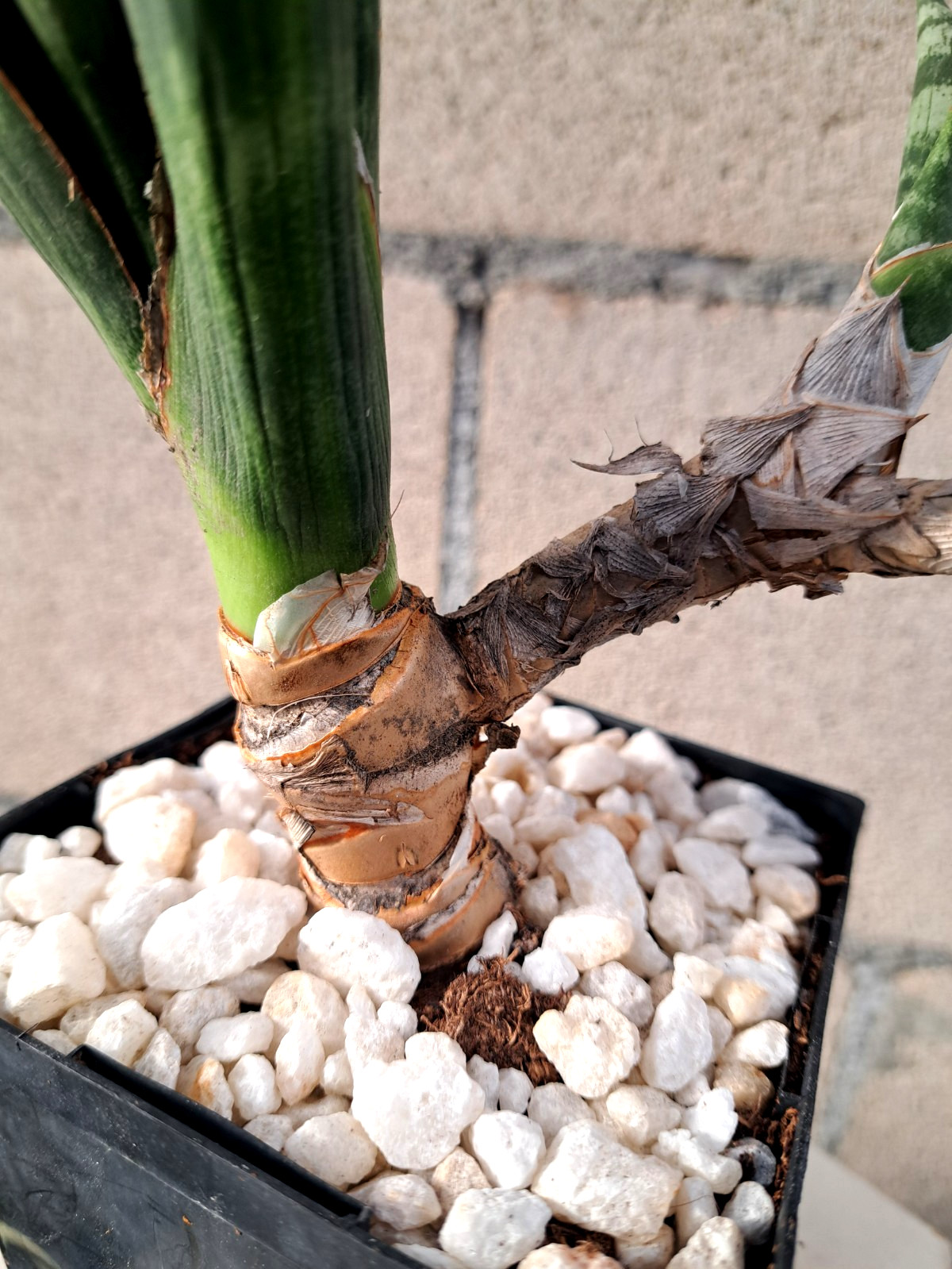 Sansevieria Fernwood Bonsai Tree Draceana Plant Houseplant Succulent
