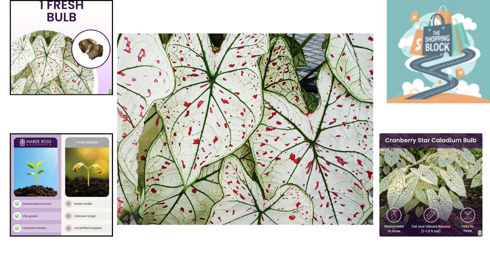 White Fancy Caladium Cranberry Star – Large Bulb for Zones 9-11