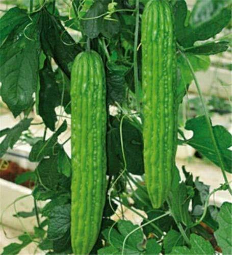 Bitter Gourd S??DS for Pl?nting – Chinese Green Or White Balsam Pear Bitter Melo