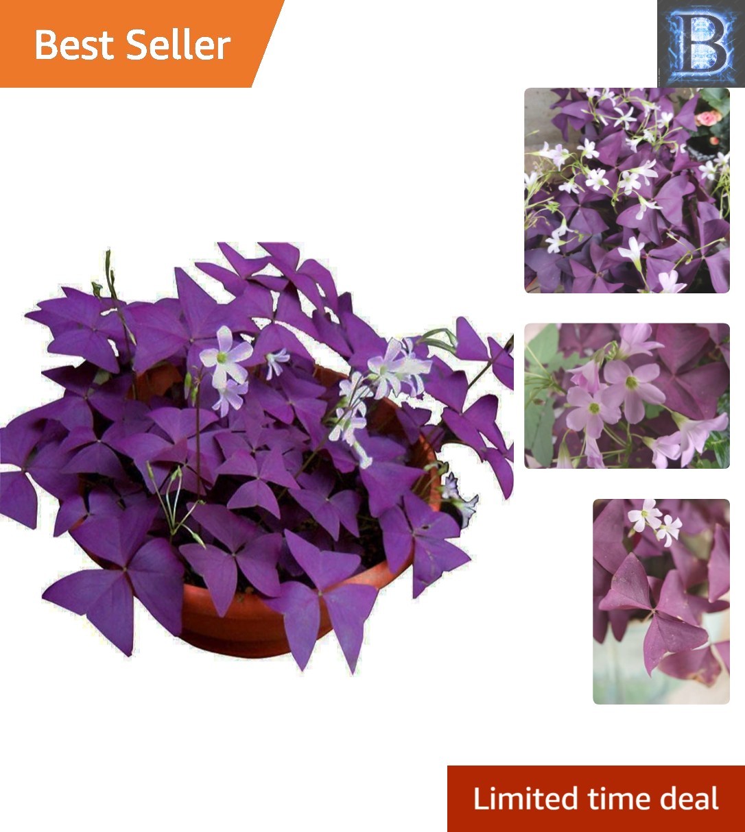Purple Oxalis Bulbs – 12 Heirloom Shamrocks for Indoor/Outdoor Gardening Bliss