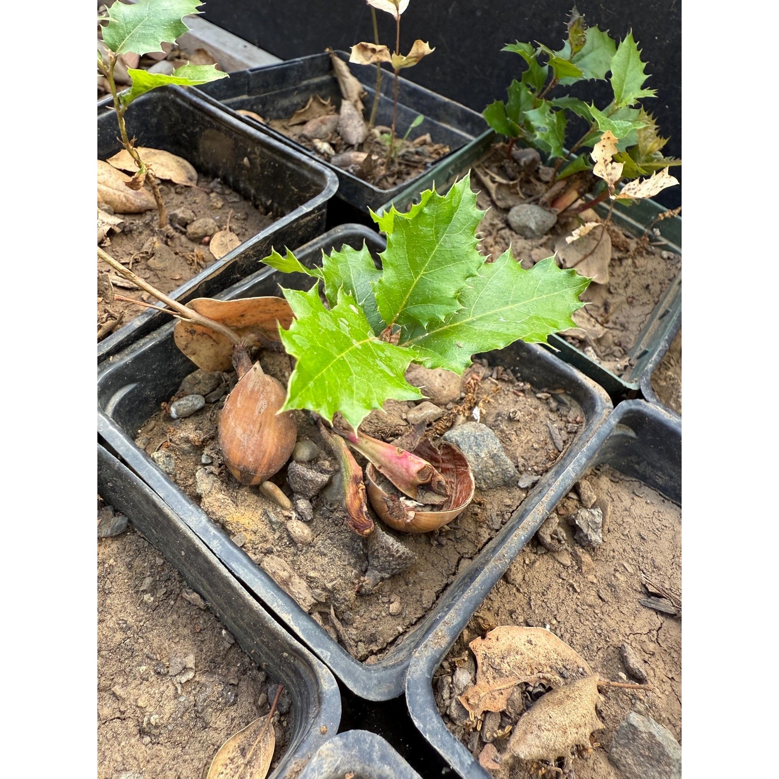 California Interior Live Oak Sapling