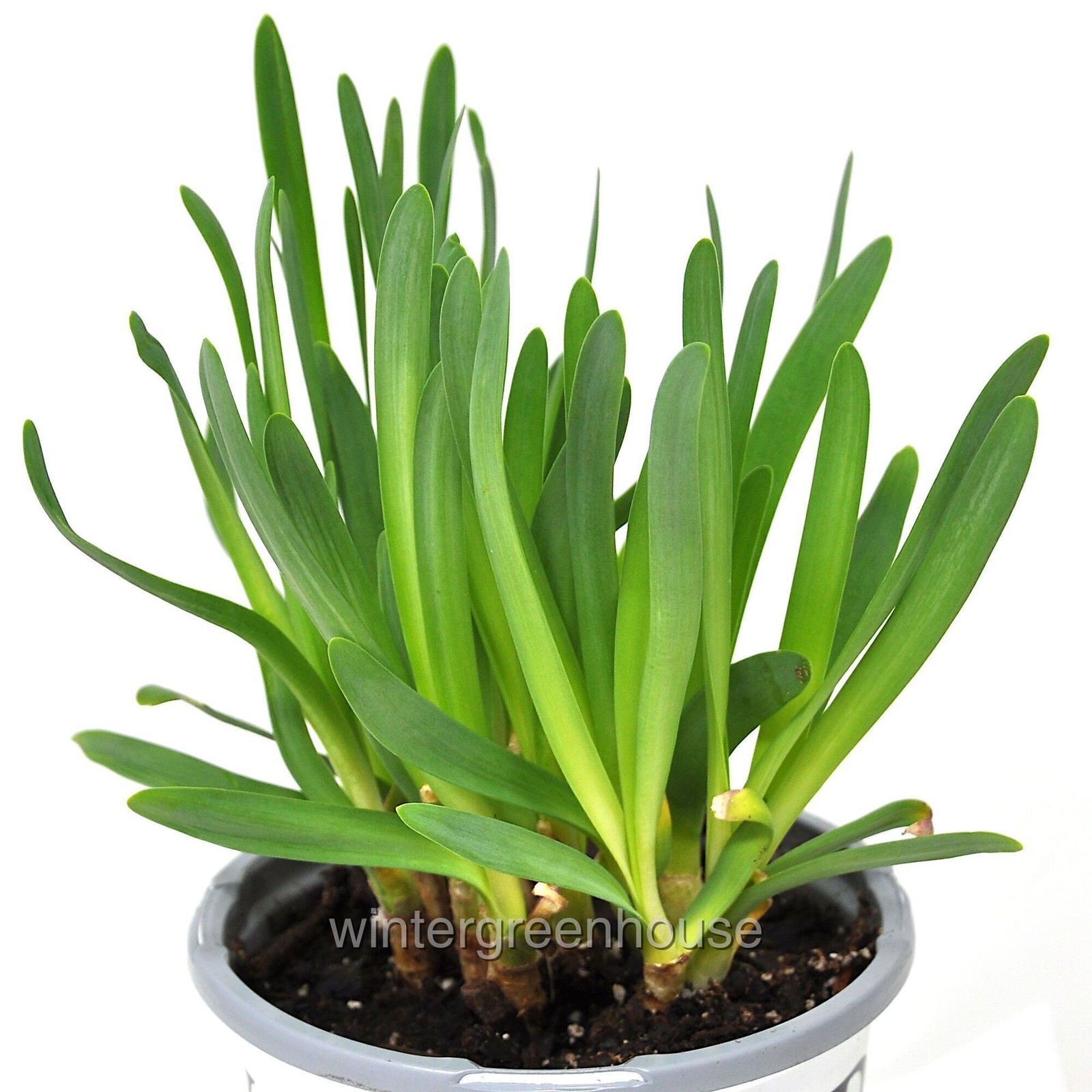 Allium, Serendipity, Ornamental Onion, Container Size: 4.5″
