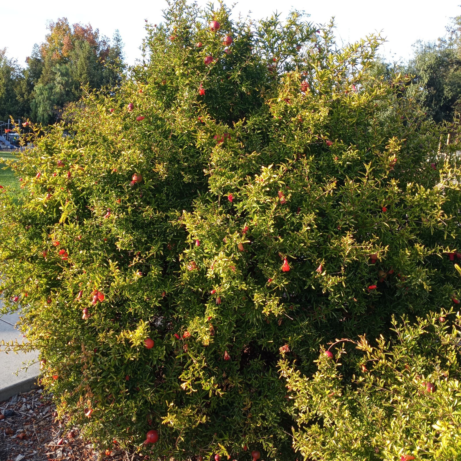 20 Bonsai Pomegranate Tree Seeds Punica granatum Nana