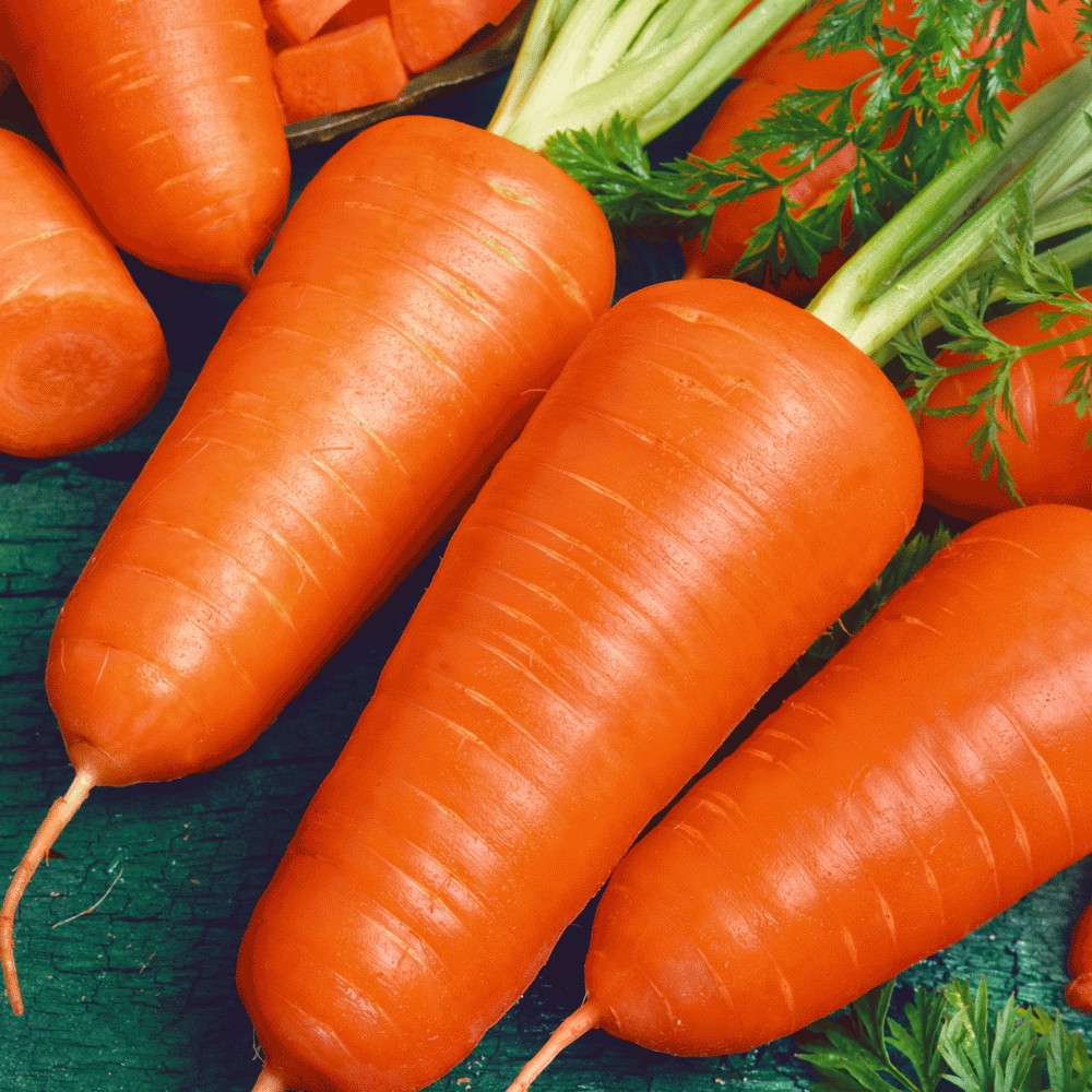 1000+ CARROT SEEDS — CHANTENAY RED CORED — ORGANIC — HEIRLOOM — FRESH