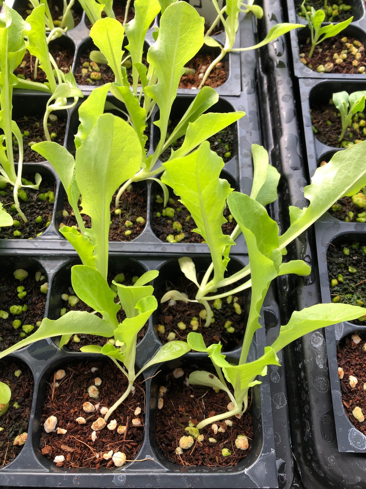 Romaine Lettuce Live Plants – Seedlings/Plugs- 3″- 6″ tall – 30-50 days
