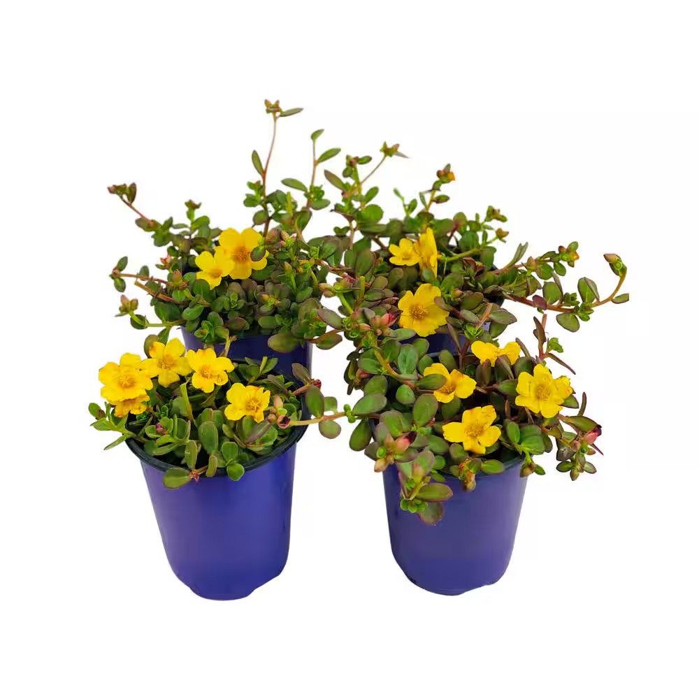 1.38 Pt. Purslane Plant Yellow Flowers in 4.5 In. Grower’S Pot (4-Plants)