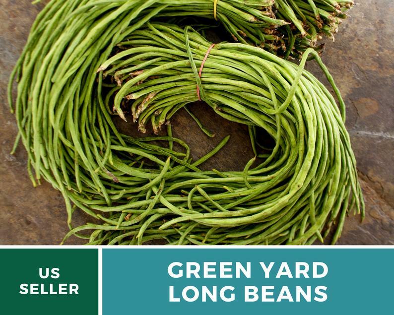 Bean, Yard Long Green – 15 Seeds, Pole, Heirloom Vegetable (Vigna unguiculata)