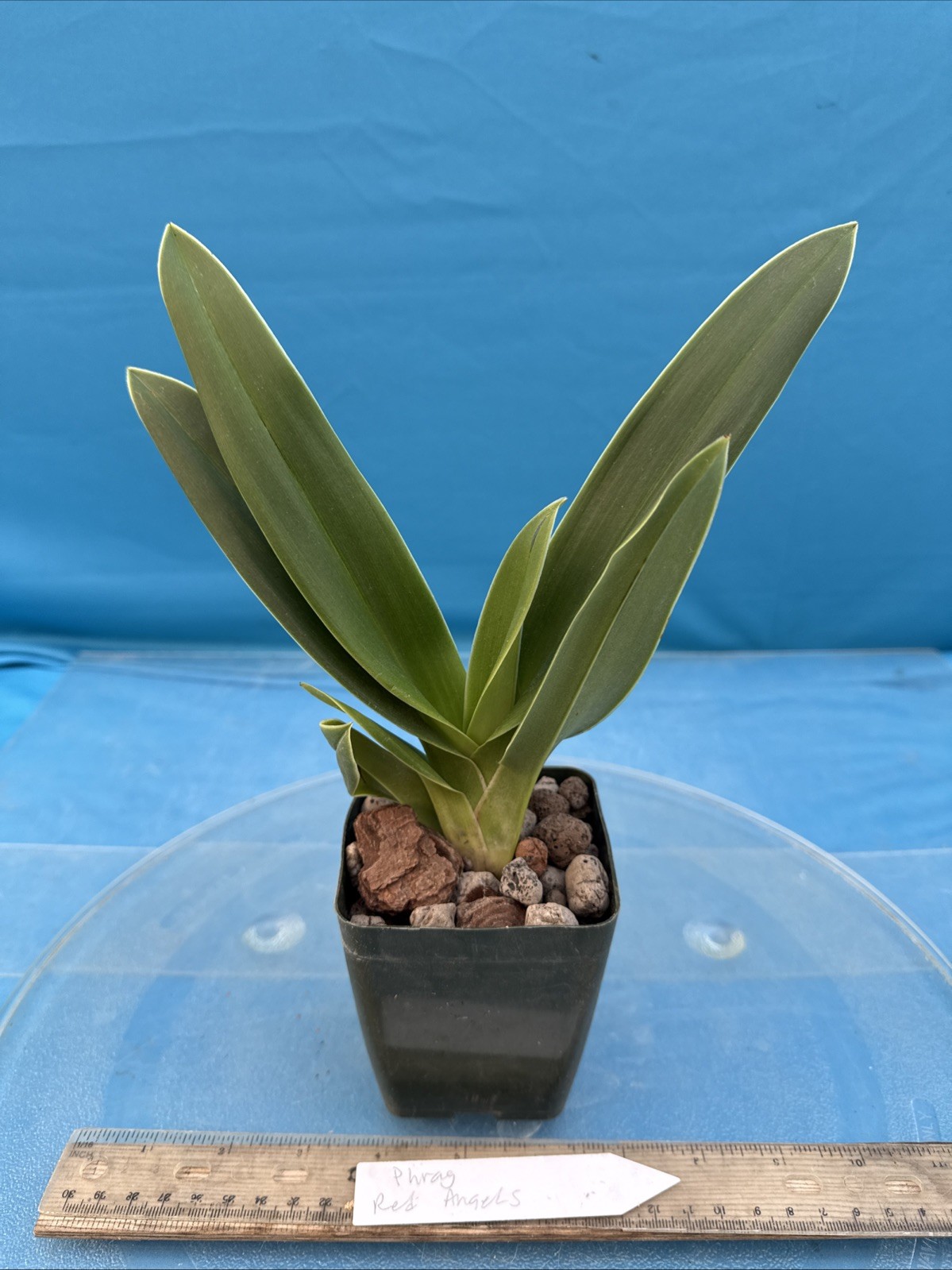 Phragmipedium Red Angels Yellow Orange Orchid Hybrid Fresh Import 4” RePot