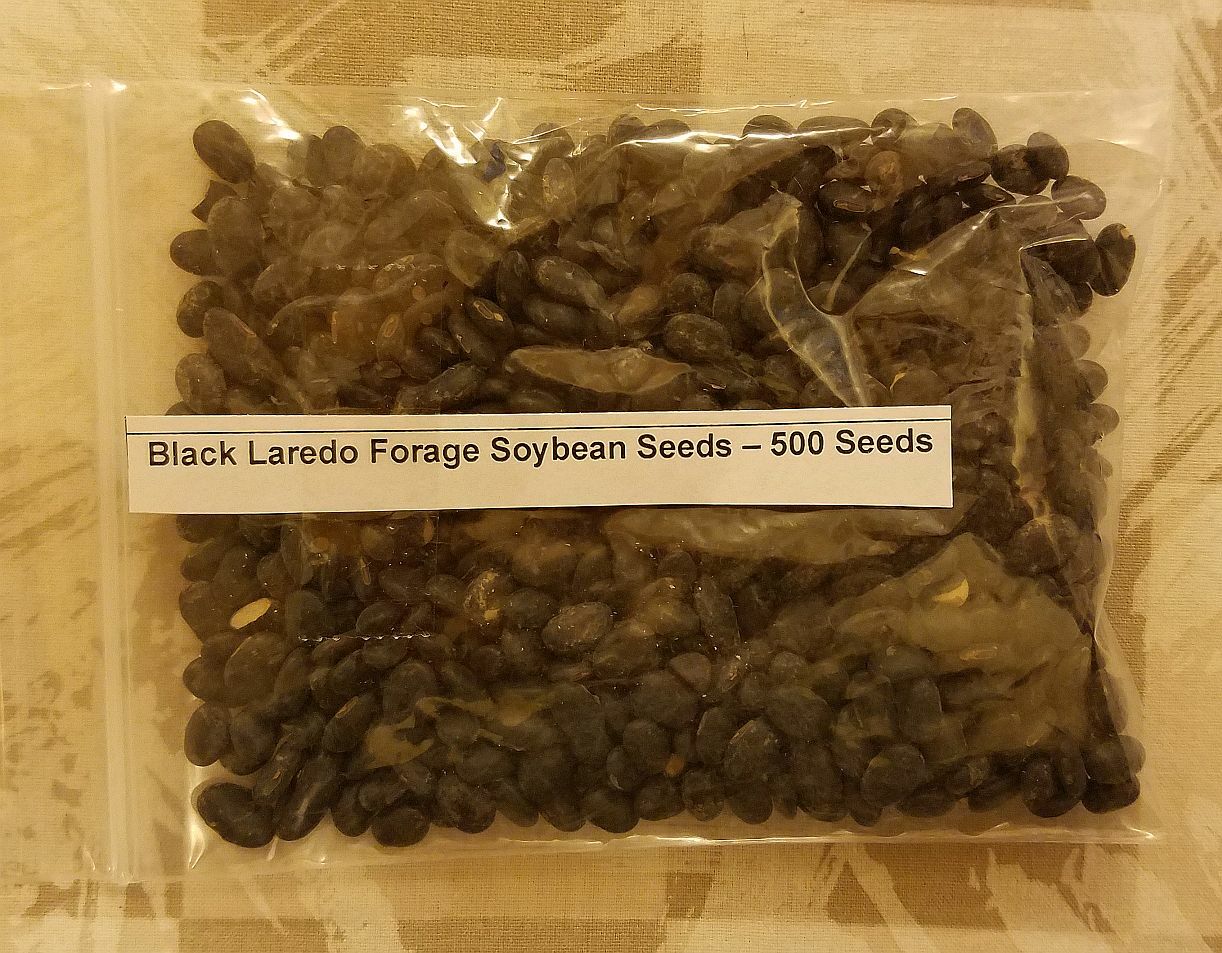 500 Black Laredo Forage Soybean Seeds E202, Non GMO For Wildlife Nitrogen Fixer