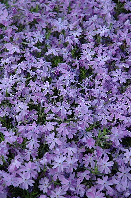 Creeping Phlox (Phlox Subulata) Emerald Blue 4′ in Pot