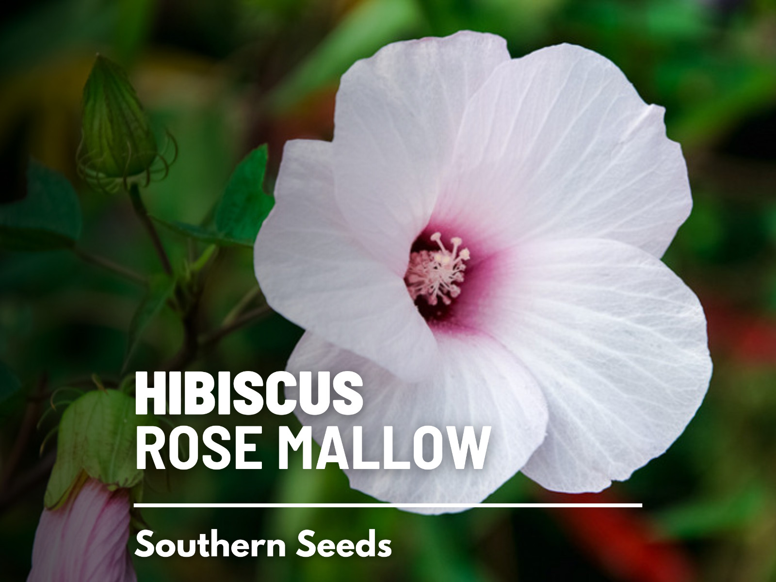 Mallow, Rose – Halberd-leaved Heirloom Seeds – Hardy hibiscus (Hibiscus militari